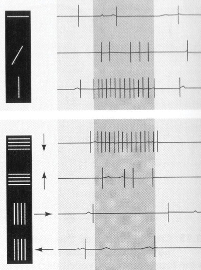 Sketch of a lines in different orientations on the left and the corresponding neural responses on the right. Sketch of a lines in different orientations on the left and the corresponding neural responses on the right.